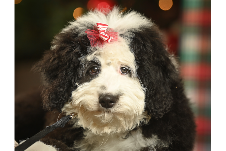 Mini Bernedoodle Pup Being Cute
