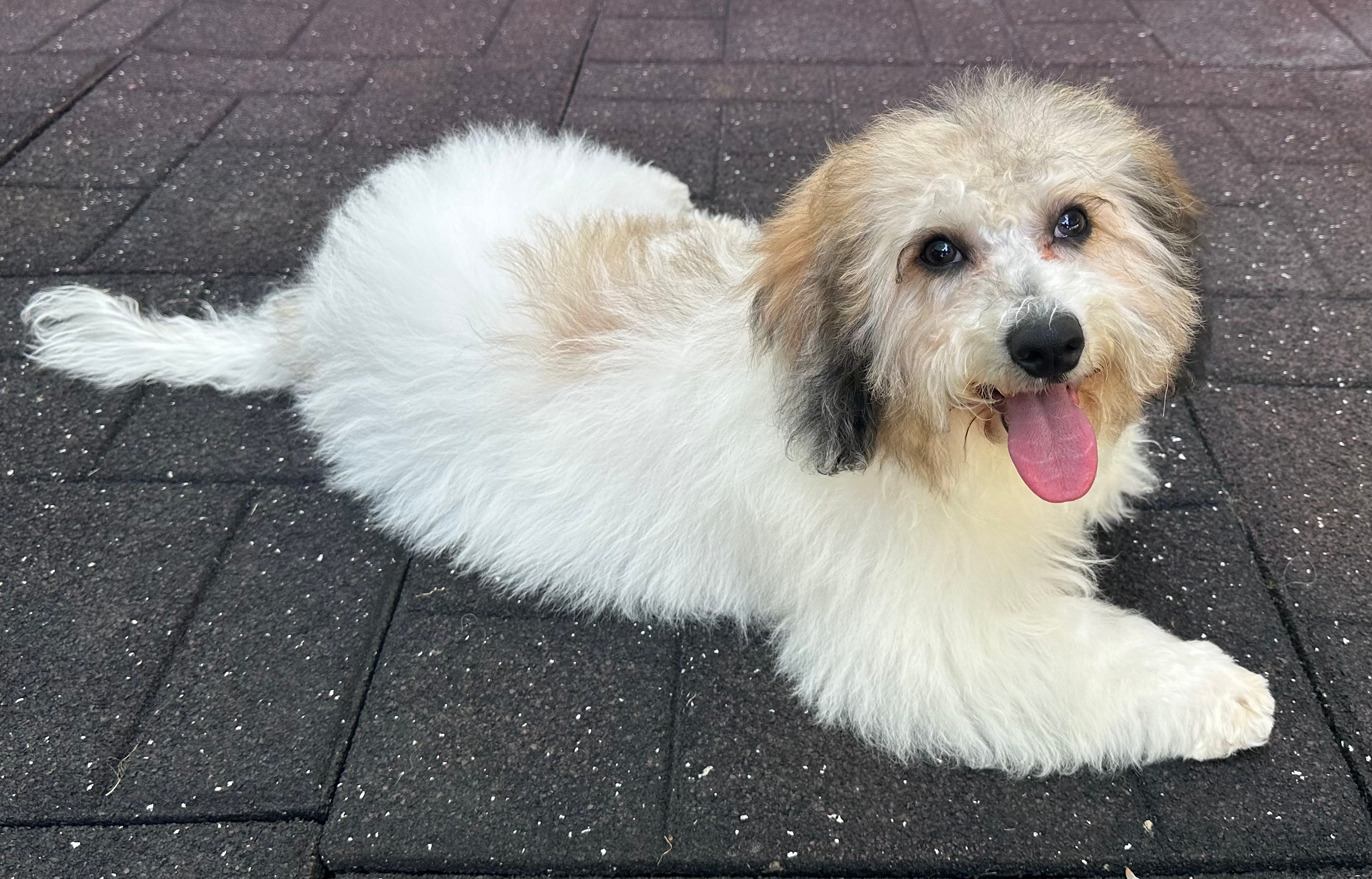 Poochon Puppy for Adoption