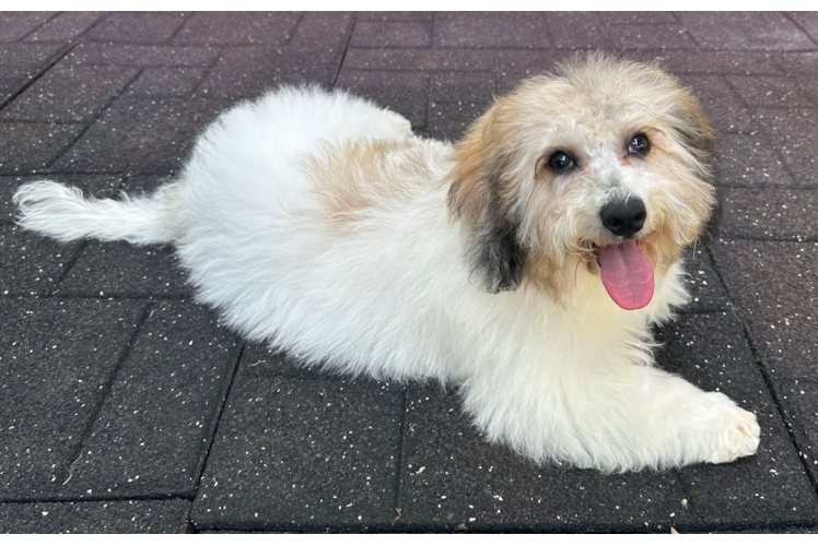 Poochon Puppy for Adoption