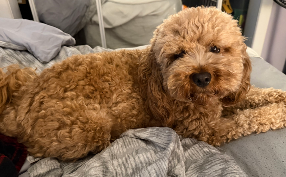 Sweet Cavapoo Pup in