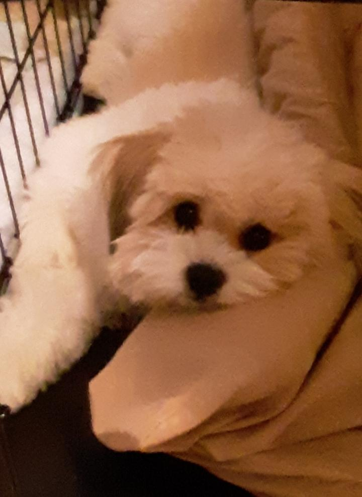 Shih Pom Pup Being Cute