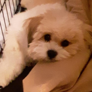 Friendly Shih Pom Pup in Galloway NJ