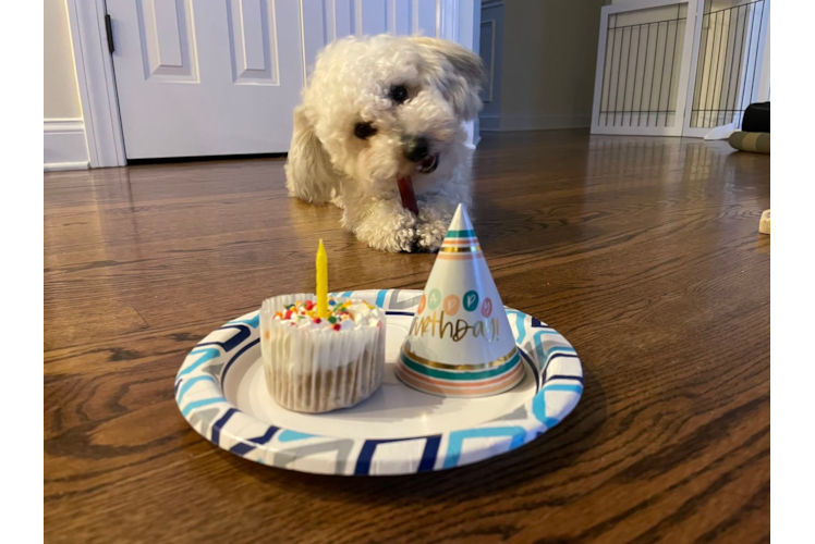 Funny Poochon Poodle Mix Pup