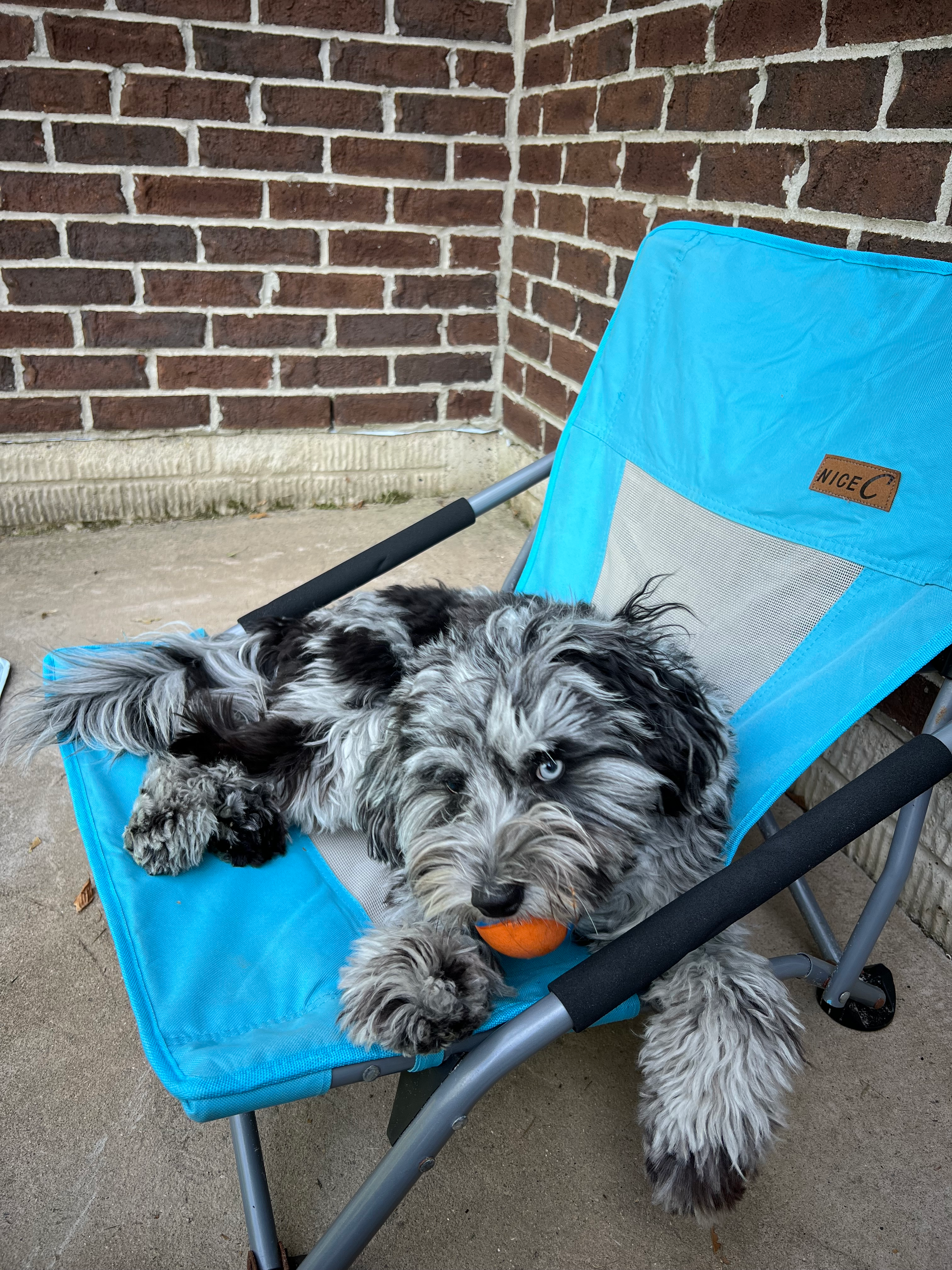 Happy Mini Sheepadoodle Baby