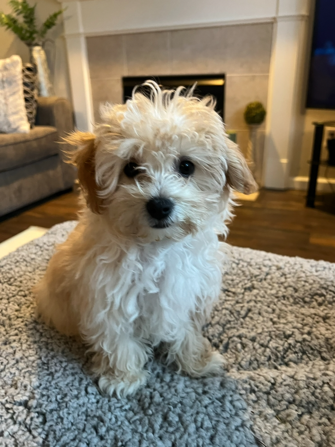 Energetic Maltepoo Poodle Mix Puppy