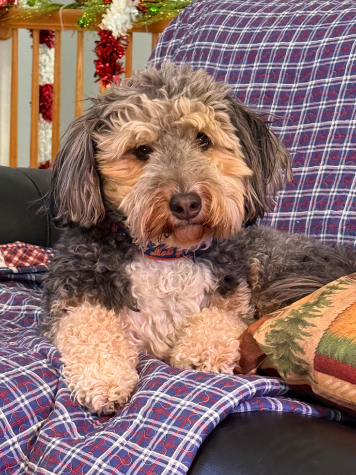 Small Mini Bernedoodle Pup in