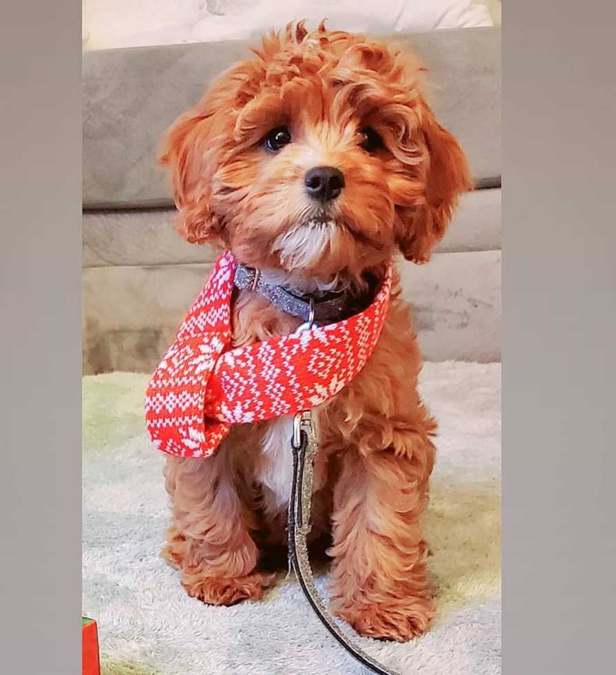 Small Cavapoo Pup