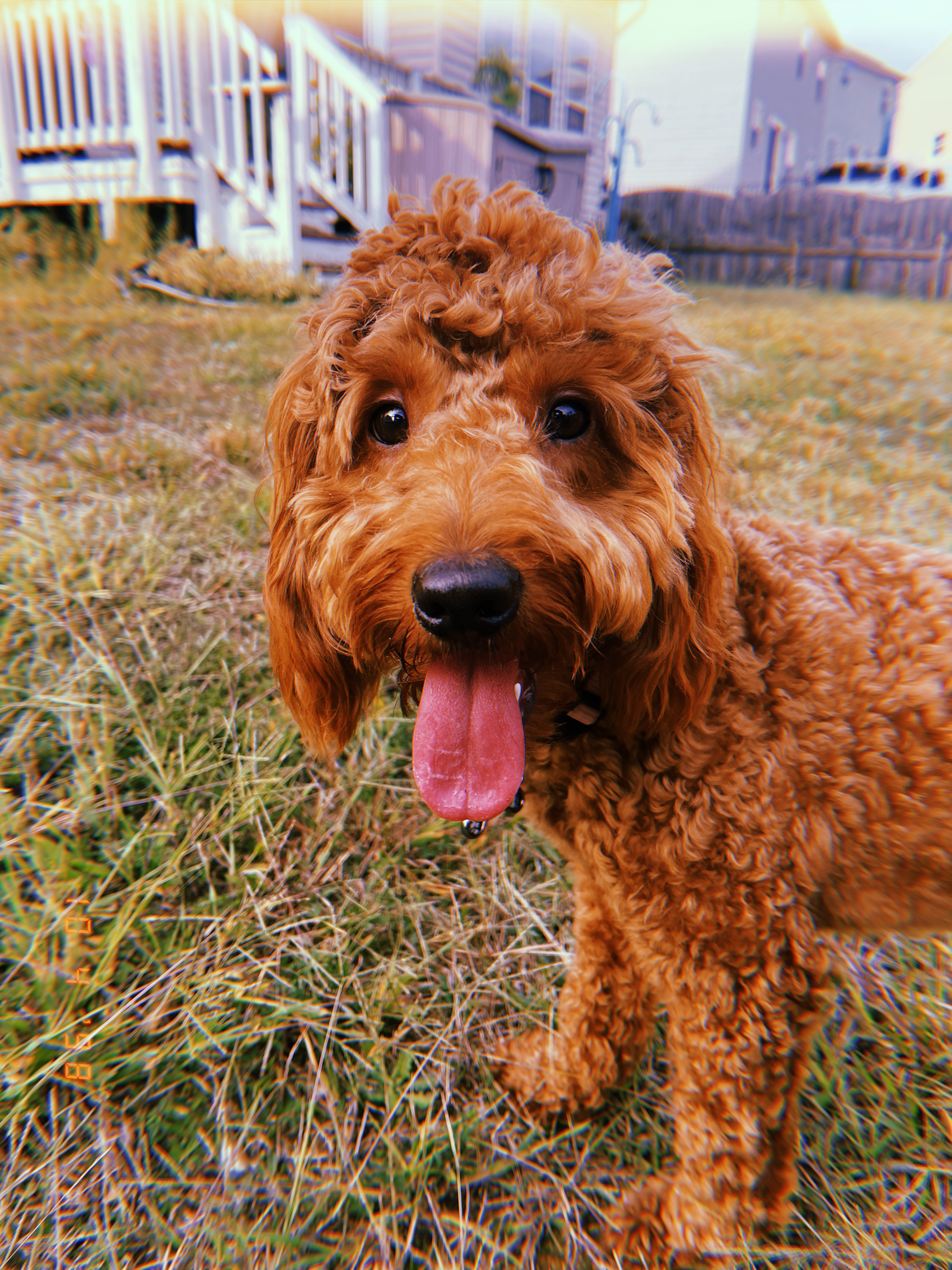 Petite Mini Goldendoodle Poodle Mix Pup