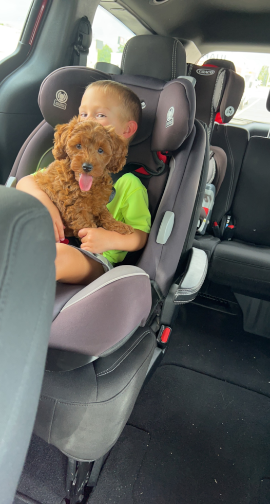 Cute Mini Goldendoodle Pup