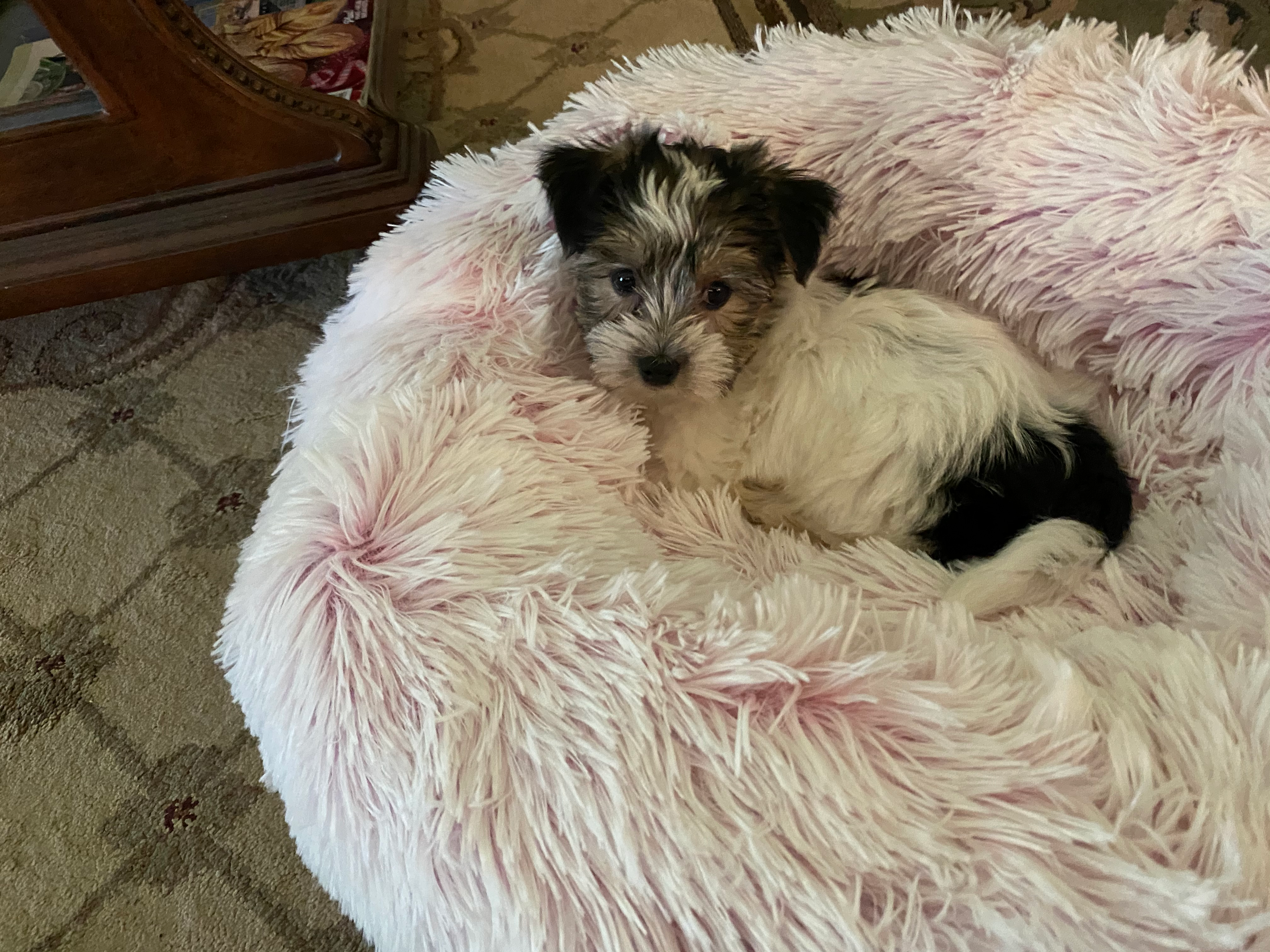 Petite Yorkie Chon Designer Pup
