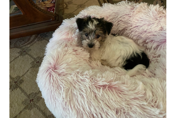 Petite Yorkie Chon Designer Pup