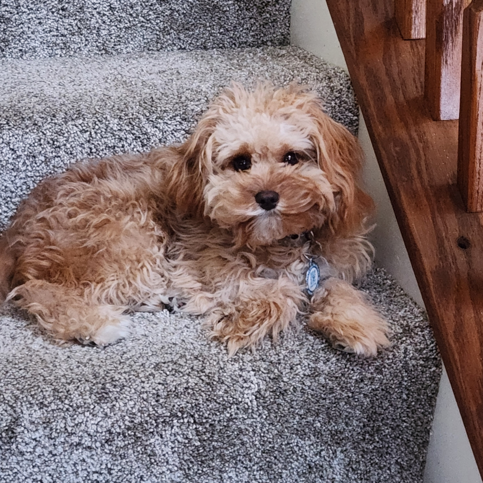 Cavapoo Pup