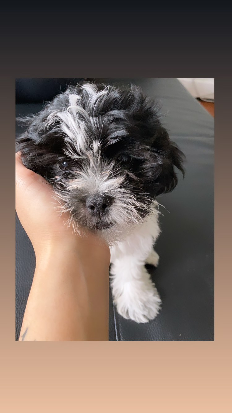 Shih Poo Puppy for Adoption