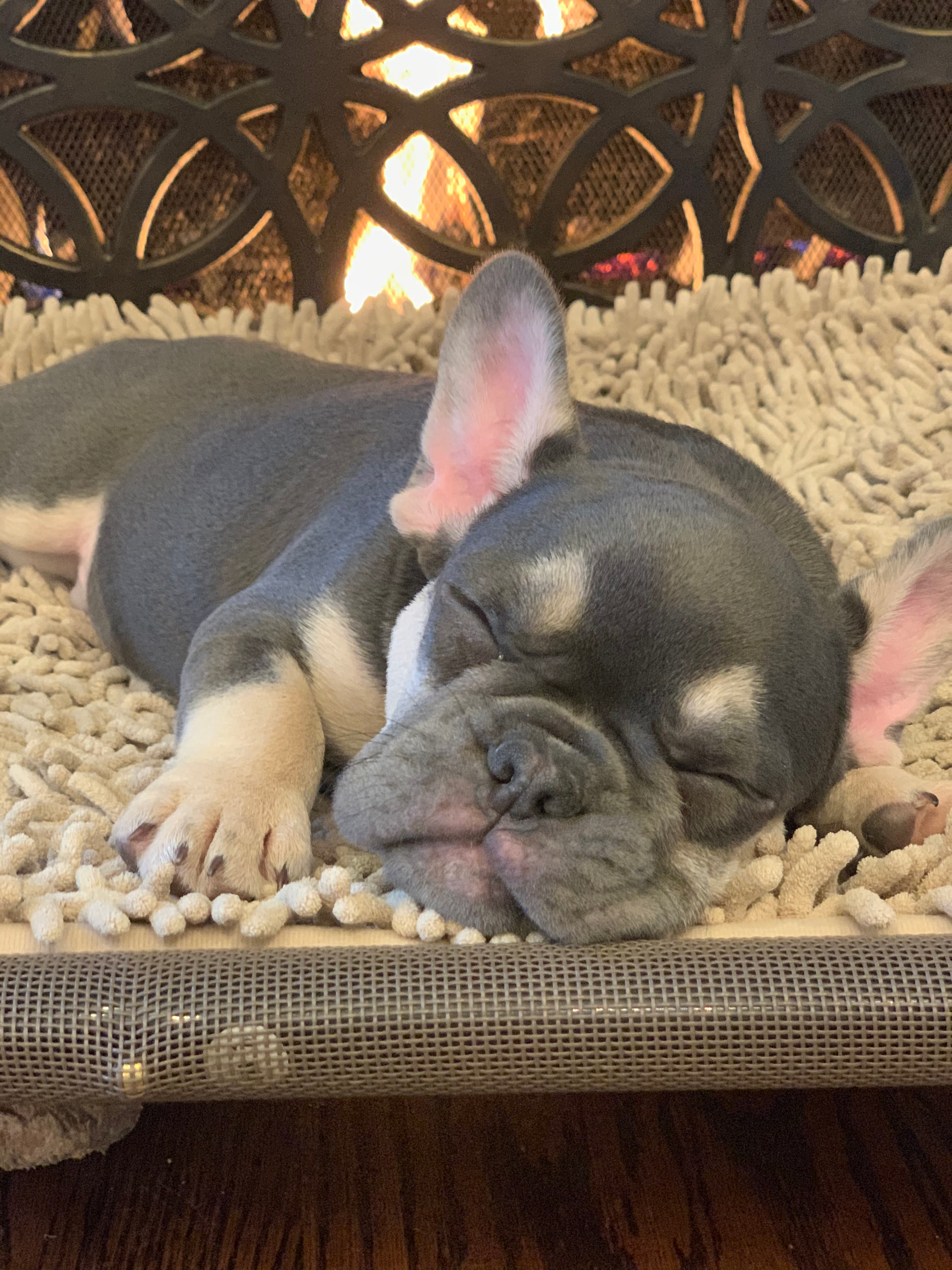 French Bulldog Puppy for Adoption