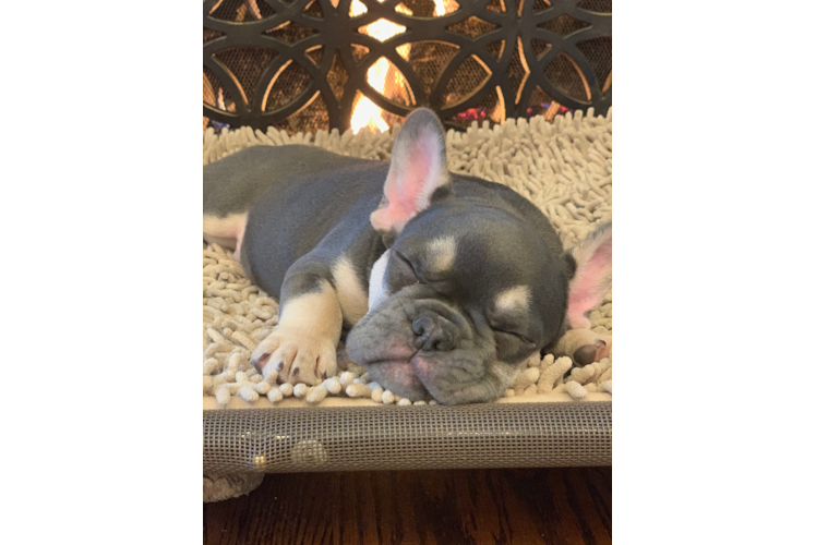 French Bulldog Puppy for Adoption