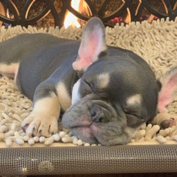 Smart French Bulldog Pup in Providence RI