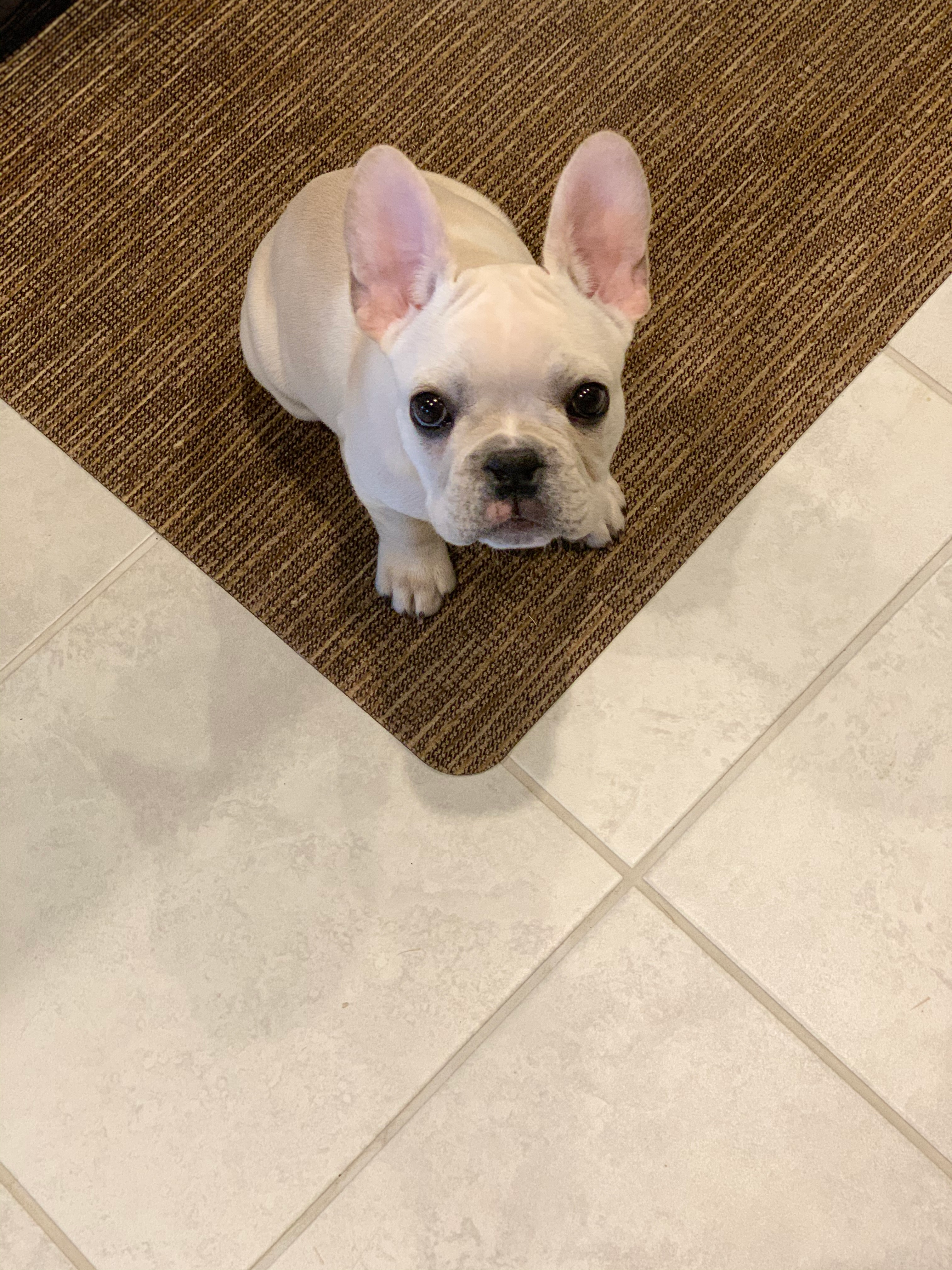 Best French Bulldog Baby