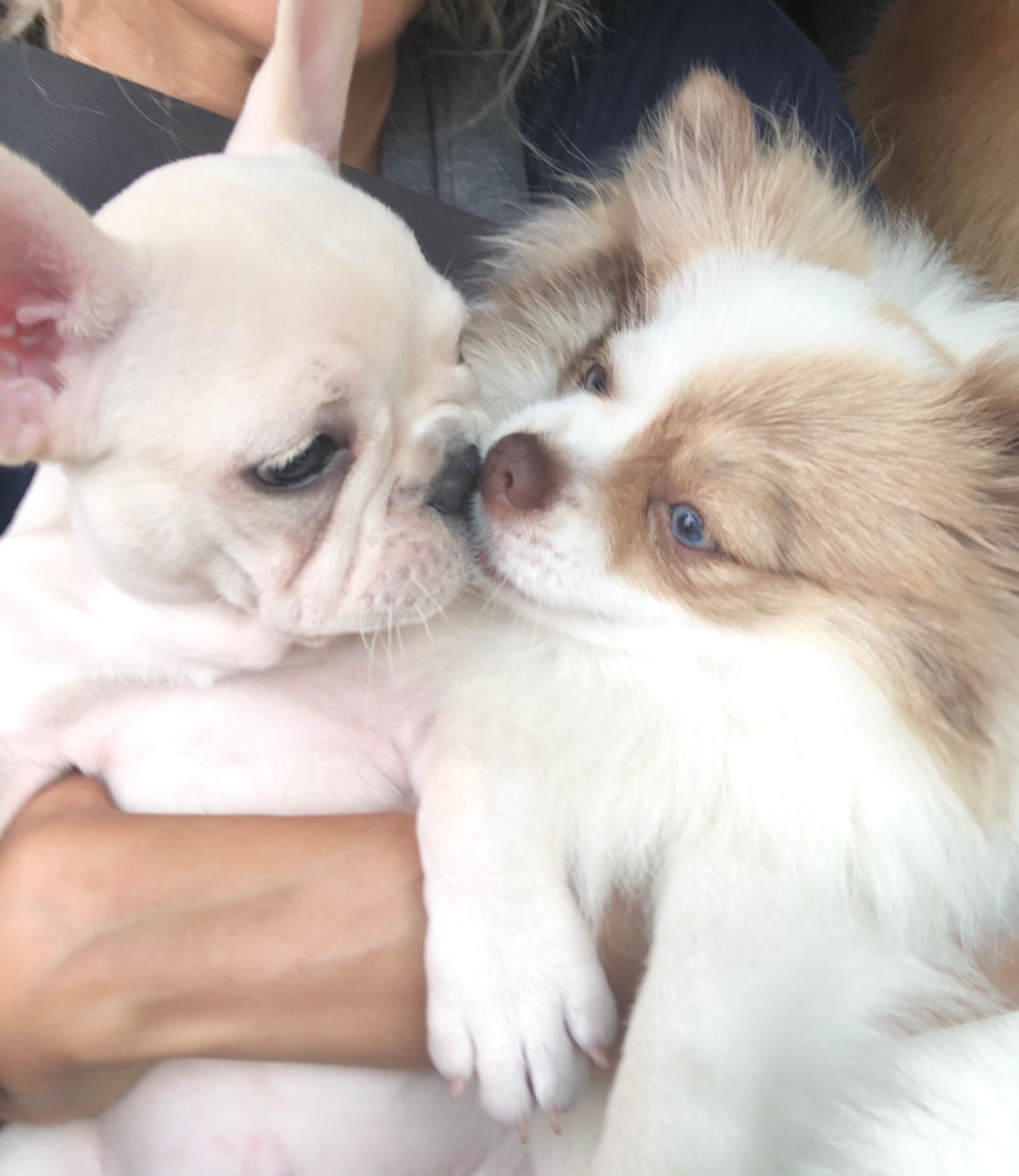 Playful French Bulldog Baby