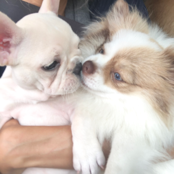 Cute French Bulldog Pup in Great Neck NY