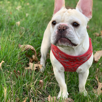 Playful French Bulldog Purebred Pup