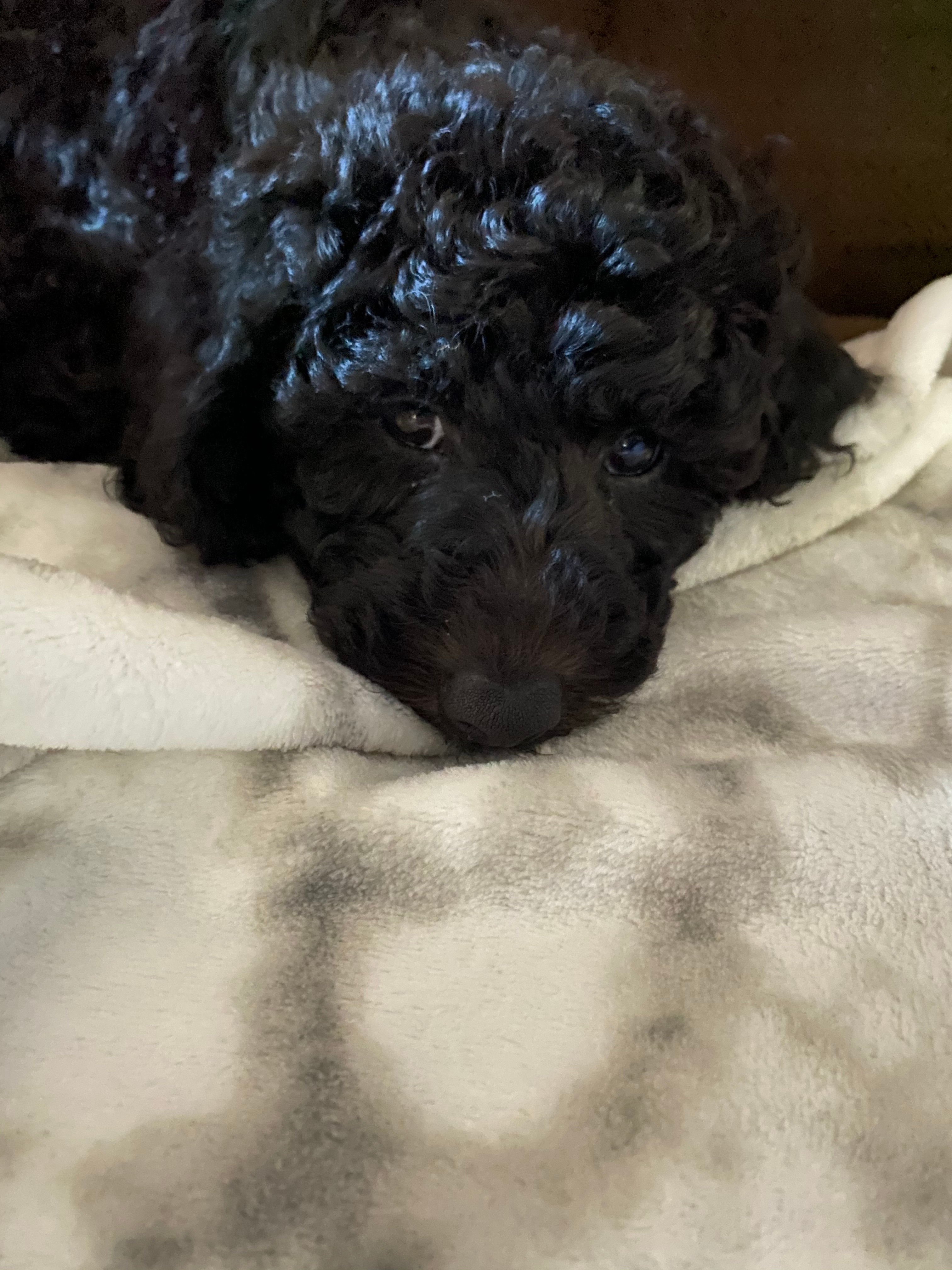 Mini Goldendoodle Puppy for Adoption