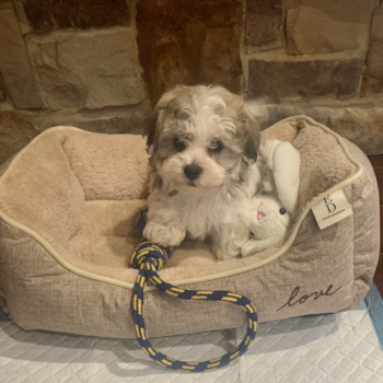 Adorable Havanese Designer Pup