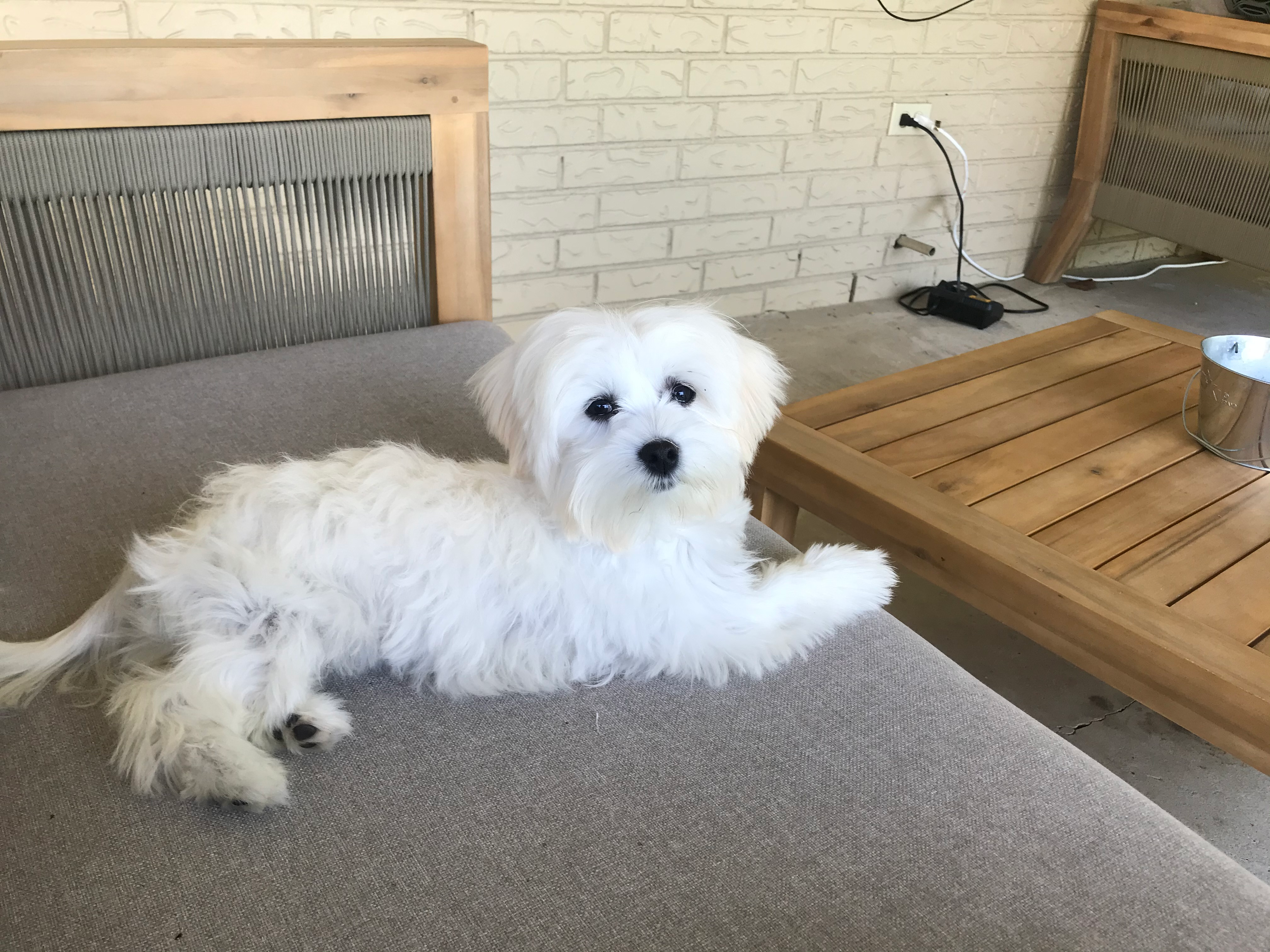 Best Havanese Baby