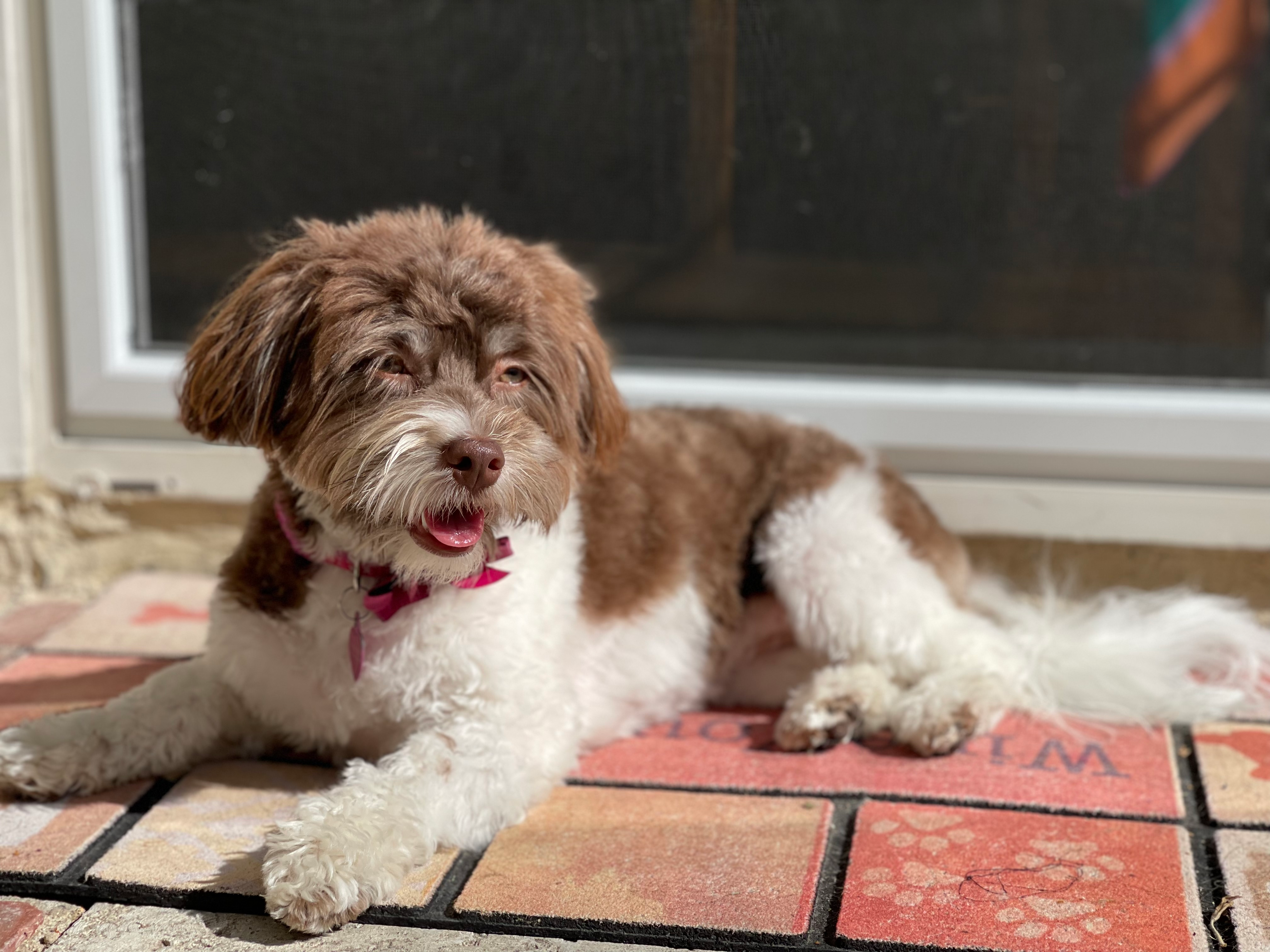 Havanese Puppy for Adoption
