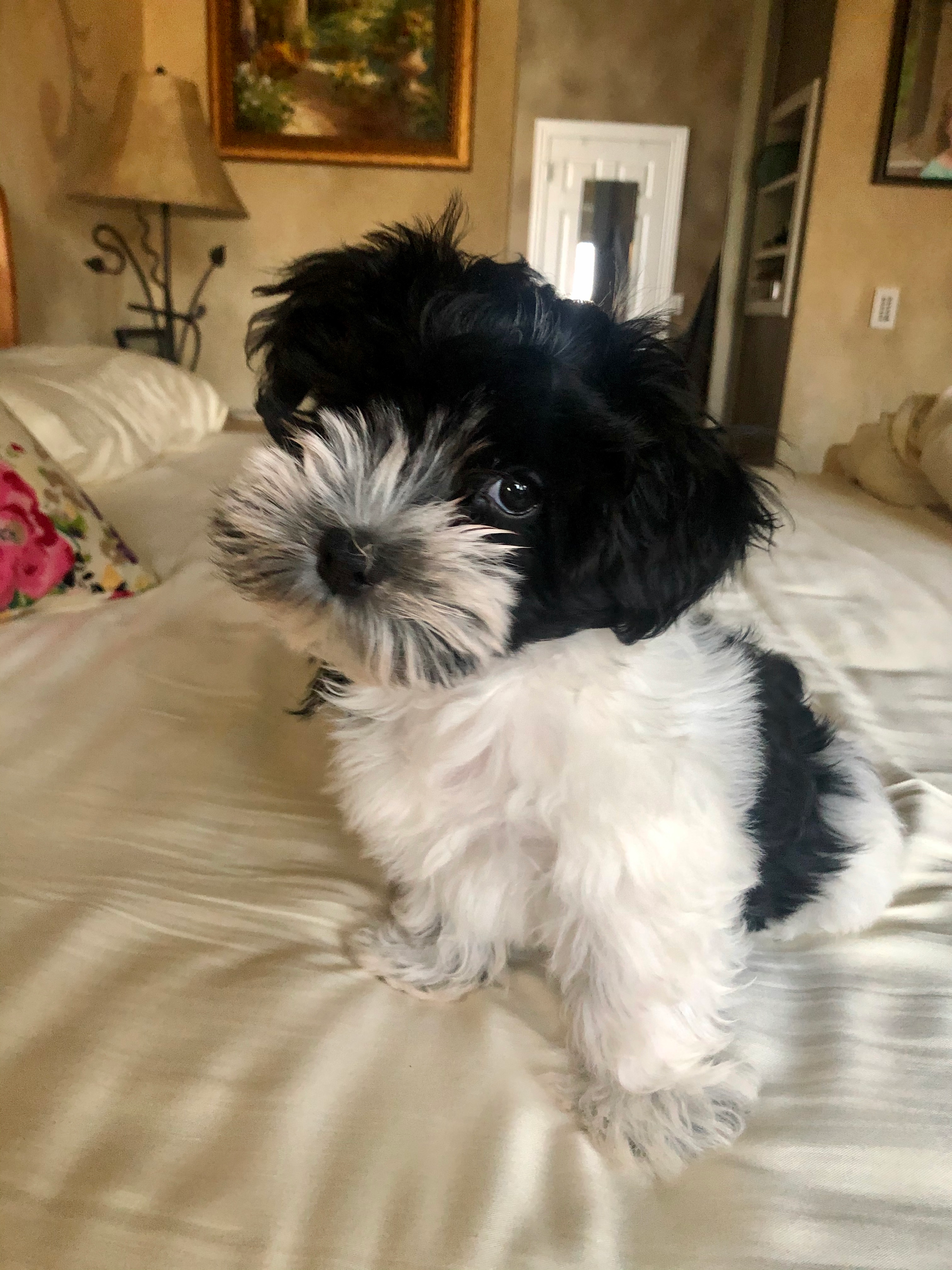 Havanese Pup Being Cute