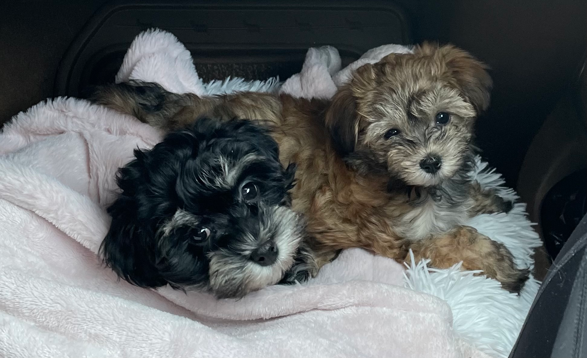 Friendly Havanese Baby