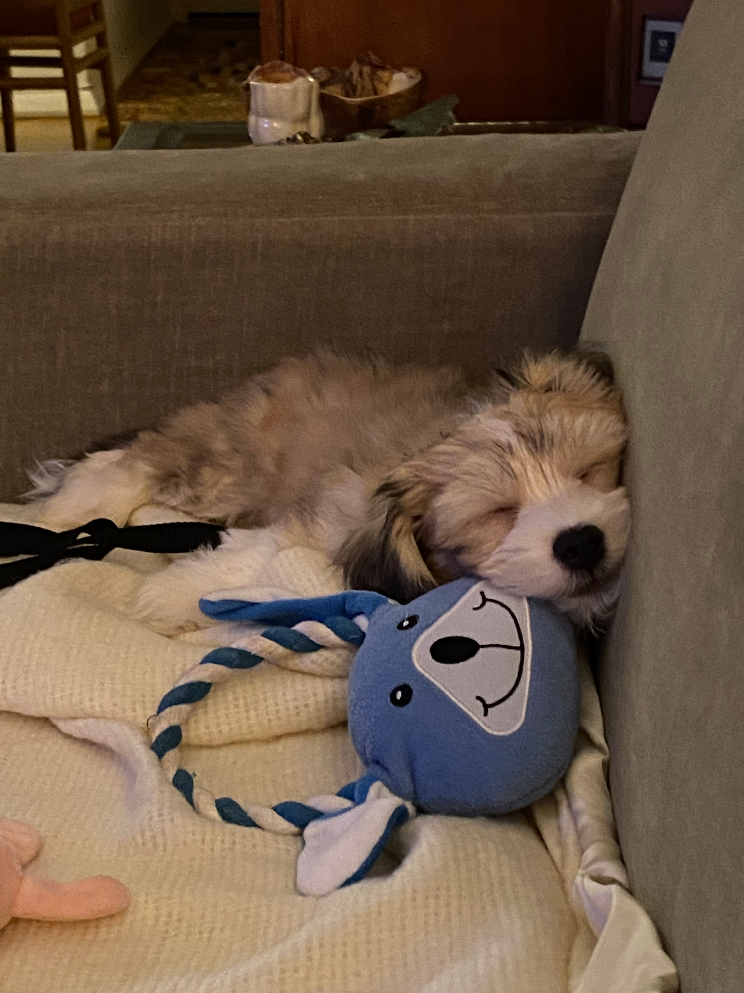 Havanese Puppy for Adoption