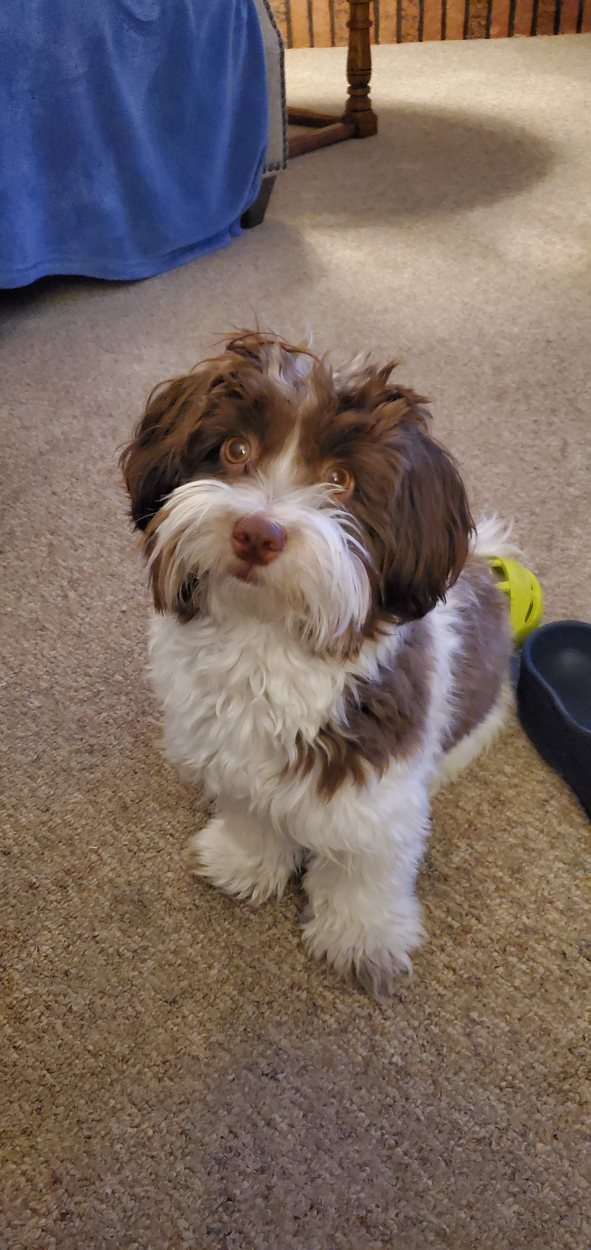 Best Havanese Baby