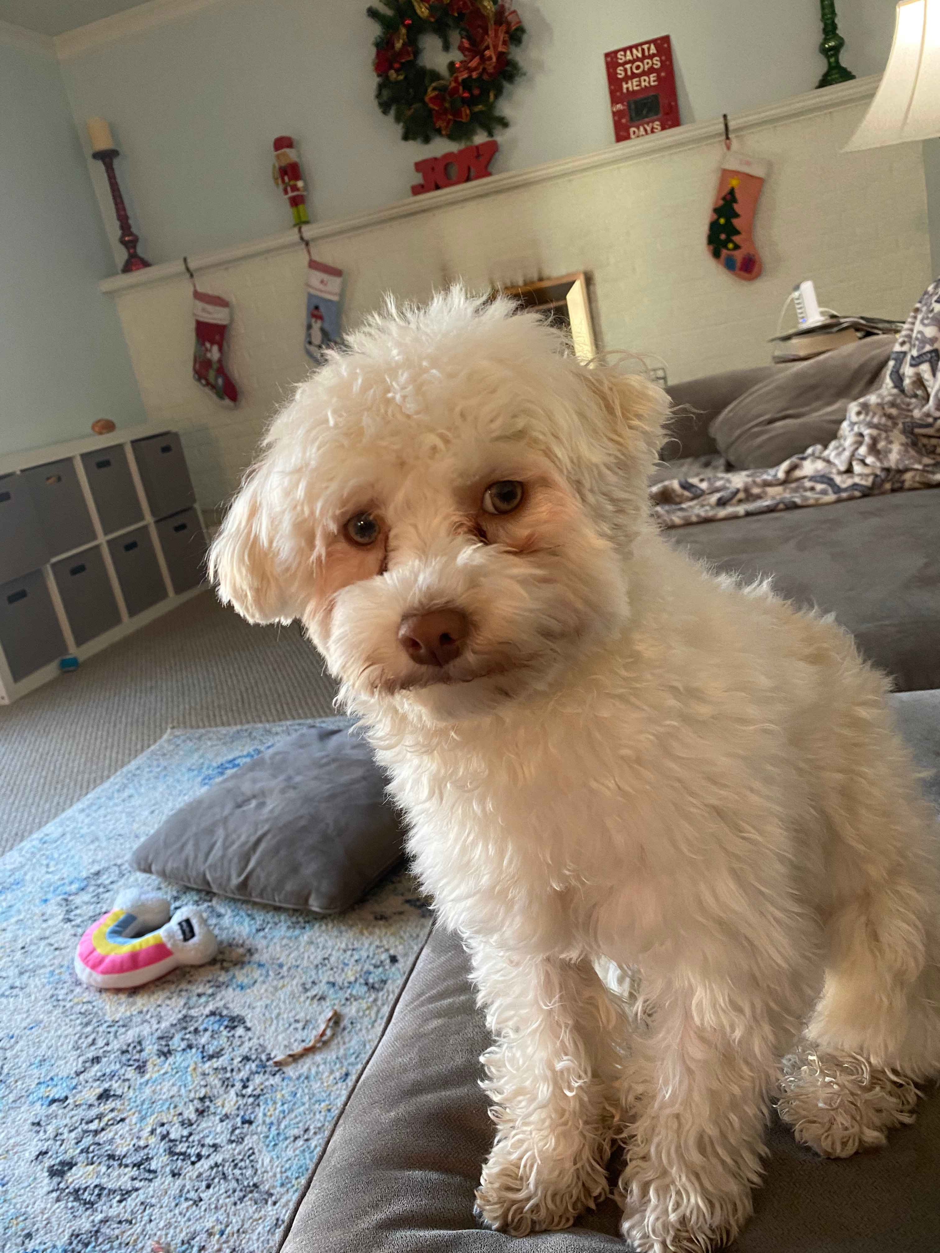 Funny Havanese Baby