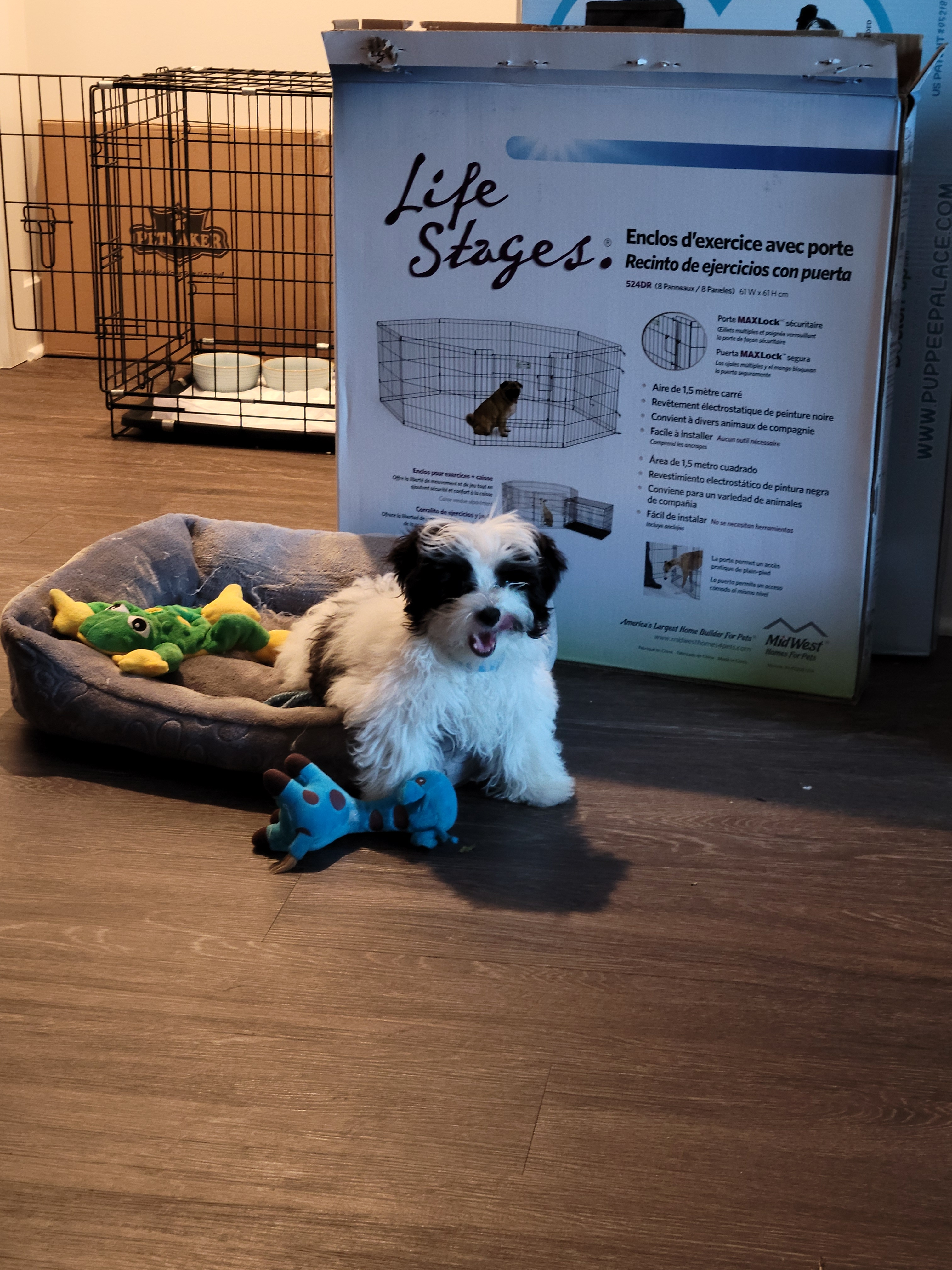 Sweet Havanese Purebred Puppy