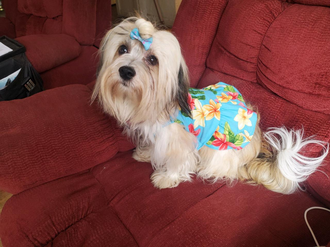 Best Havanese Baby