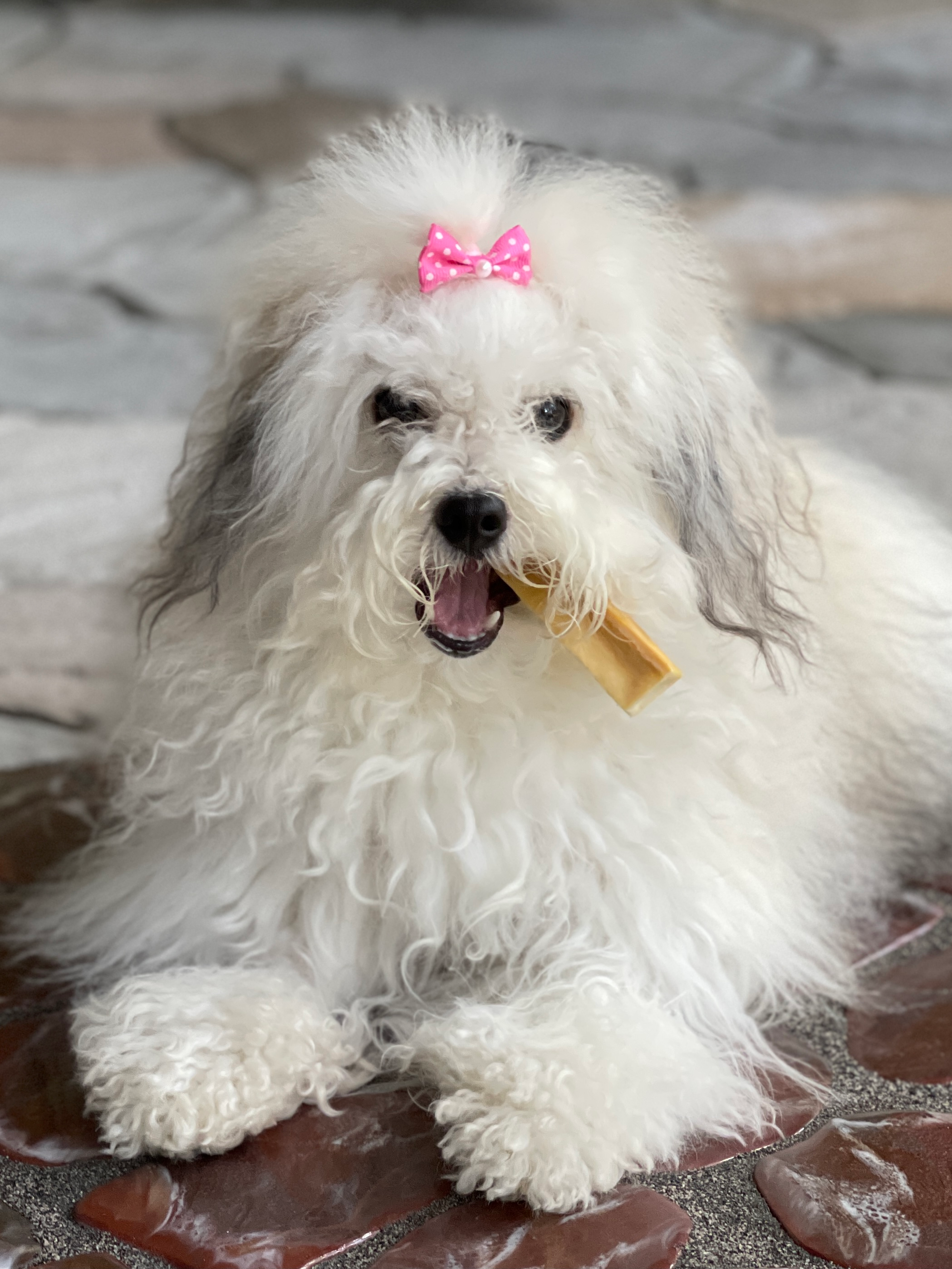 Sweet Havanese Purebred Puppy