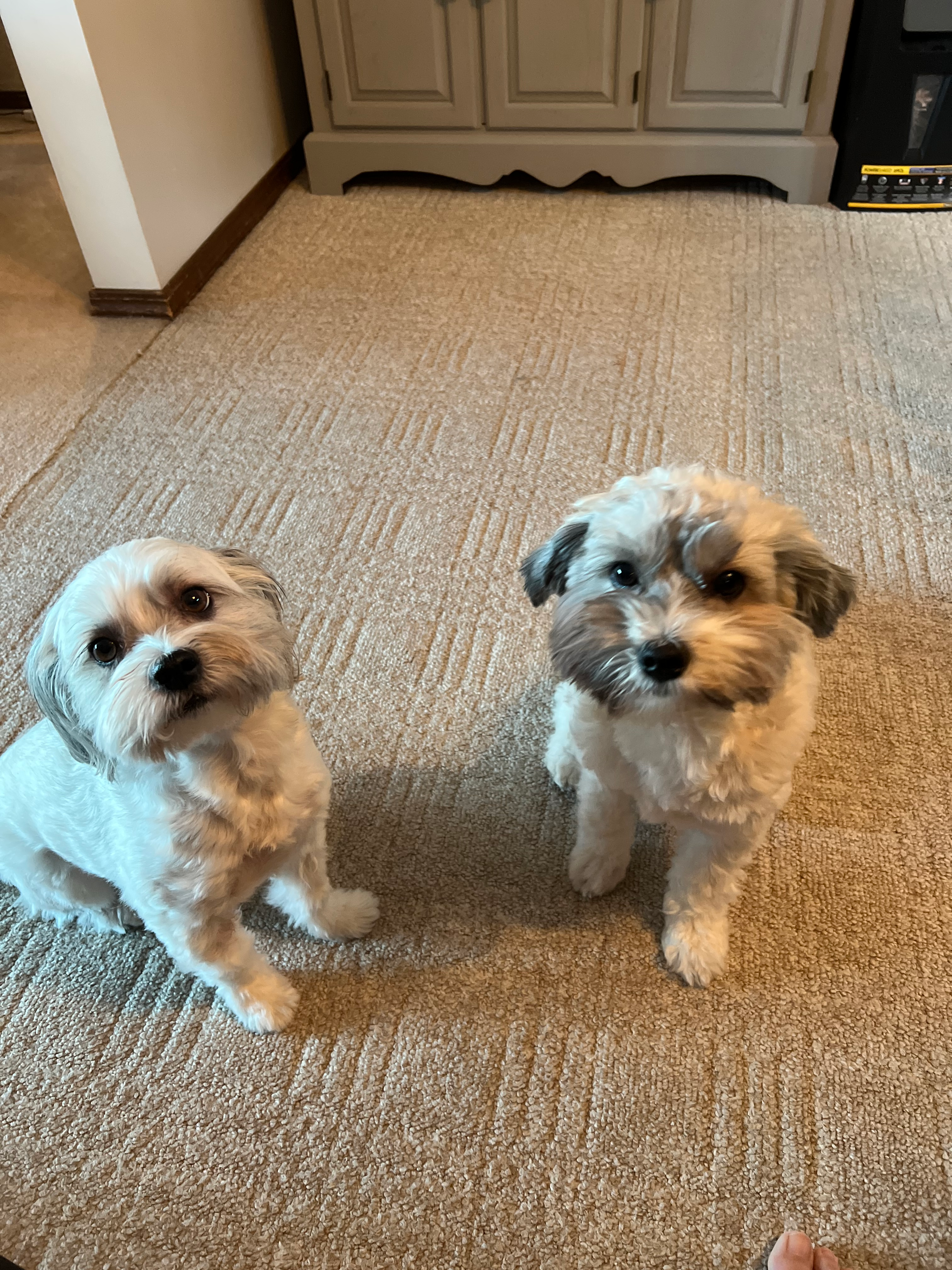 Havanese Pup Being Cute