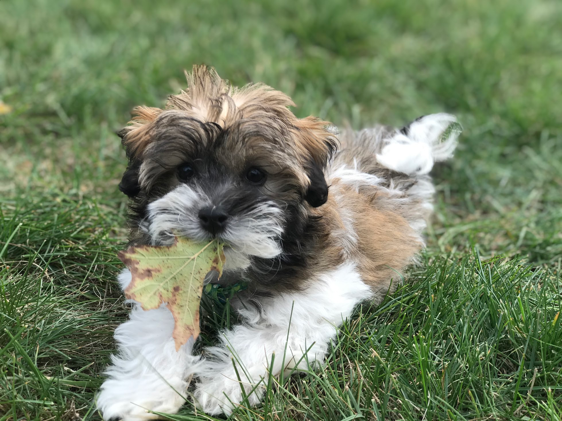 Fluffy Havanese Purebred Puppy