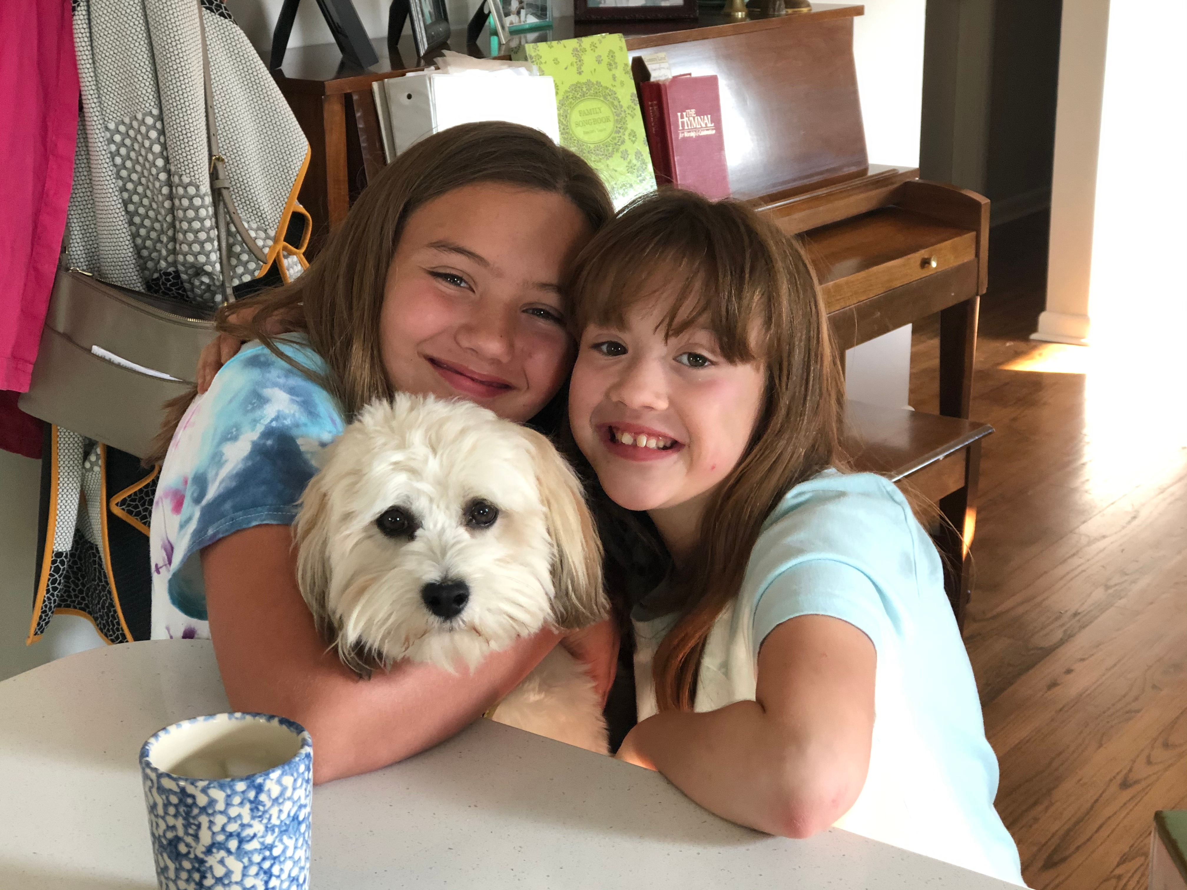 Best Havanese Baby