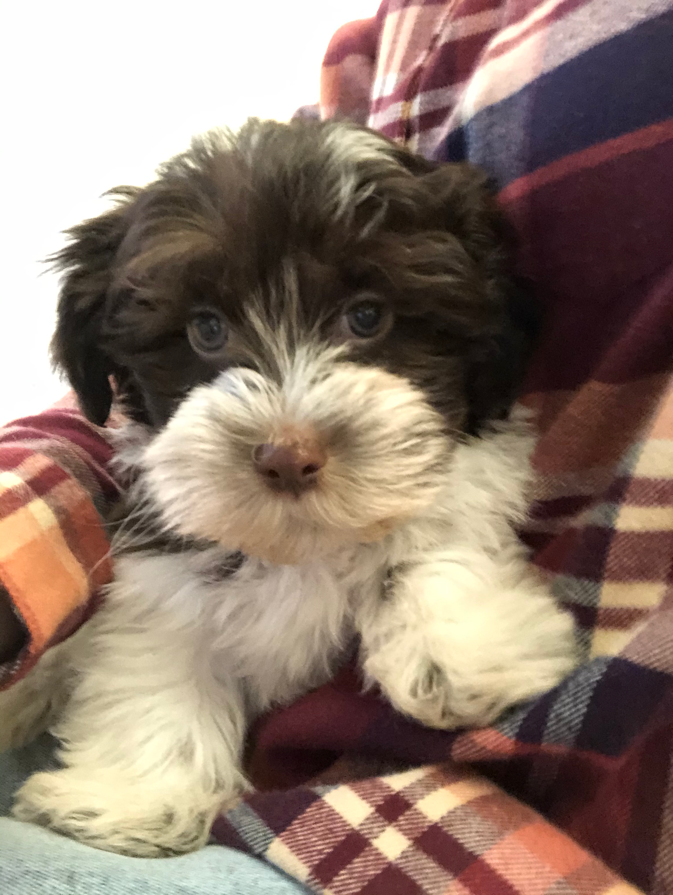 Best Havanese Baby