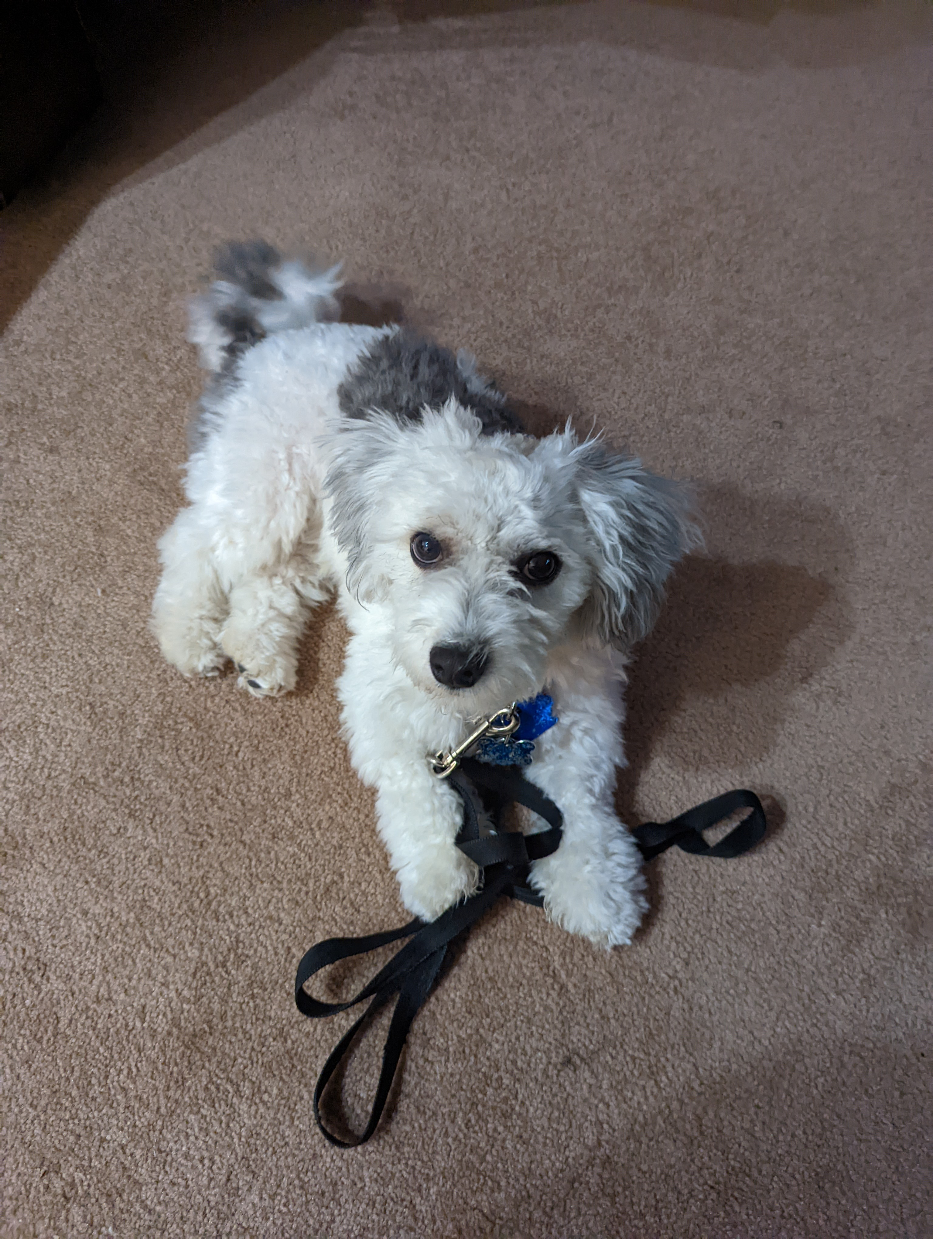 Happy Havanese Purebred Puppy
