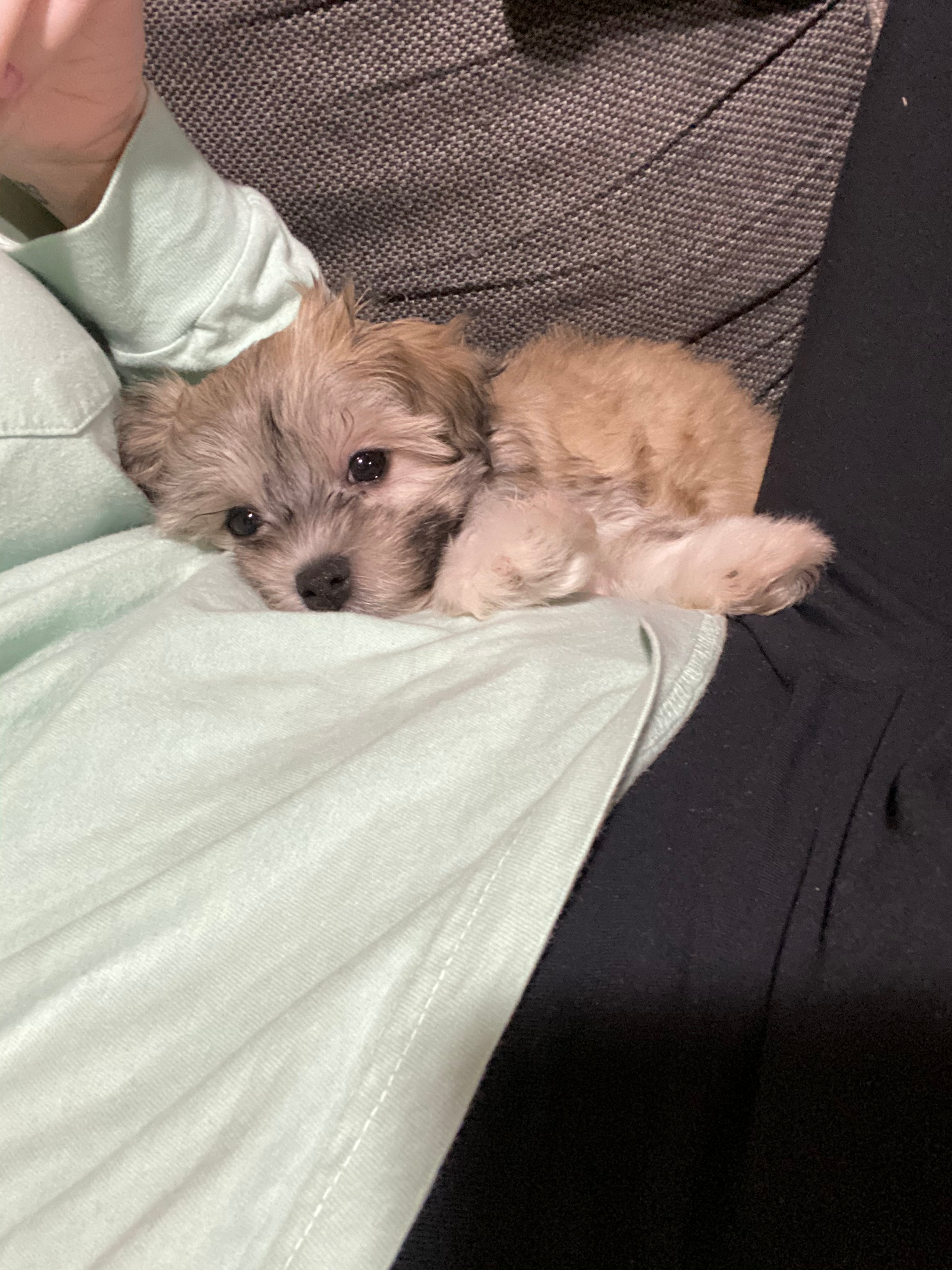 Little Havanese Baby