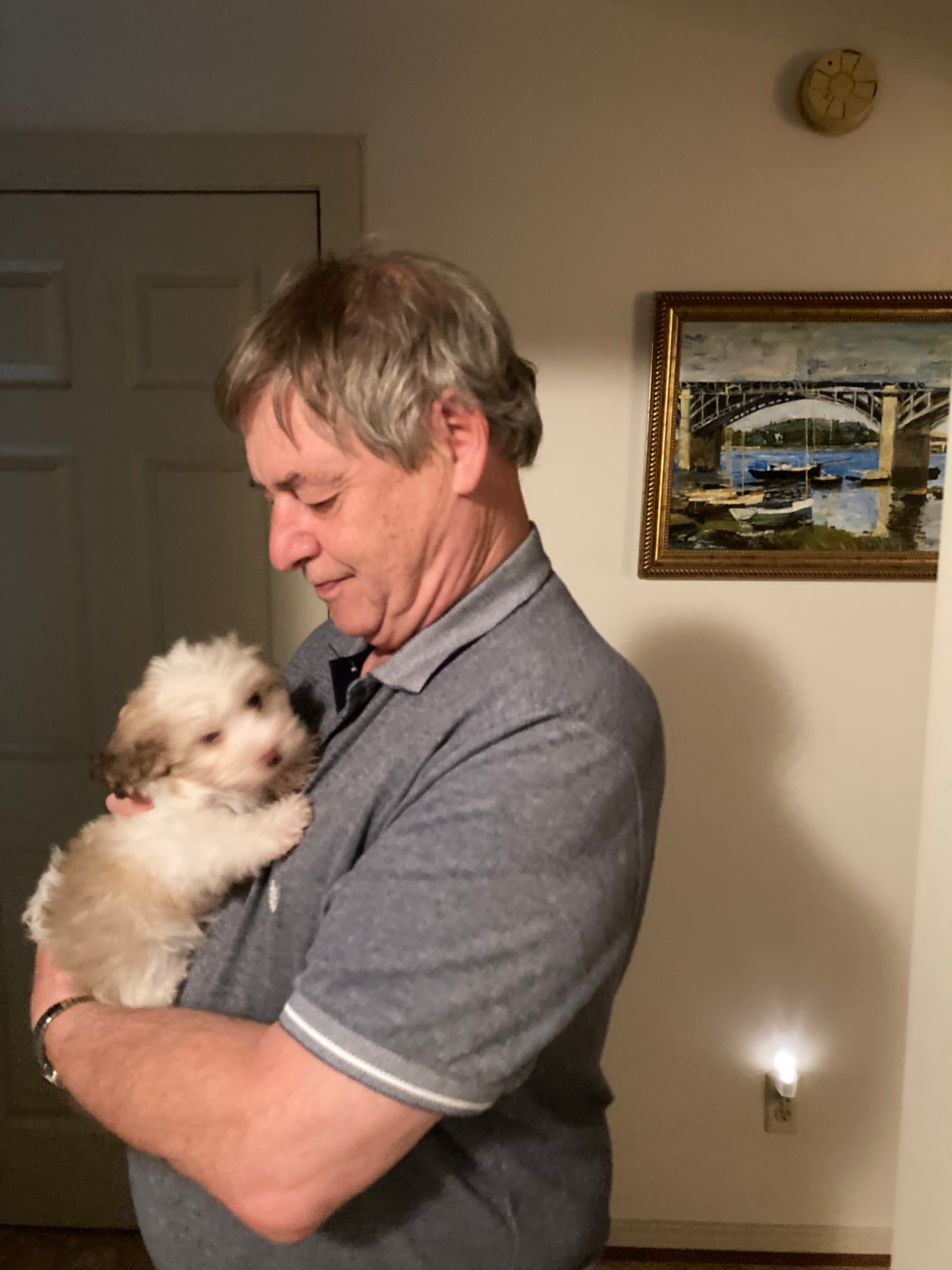 Best Havanese Baby
