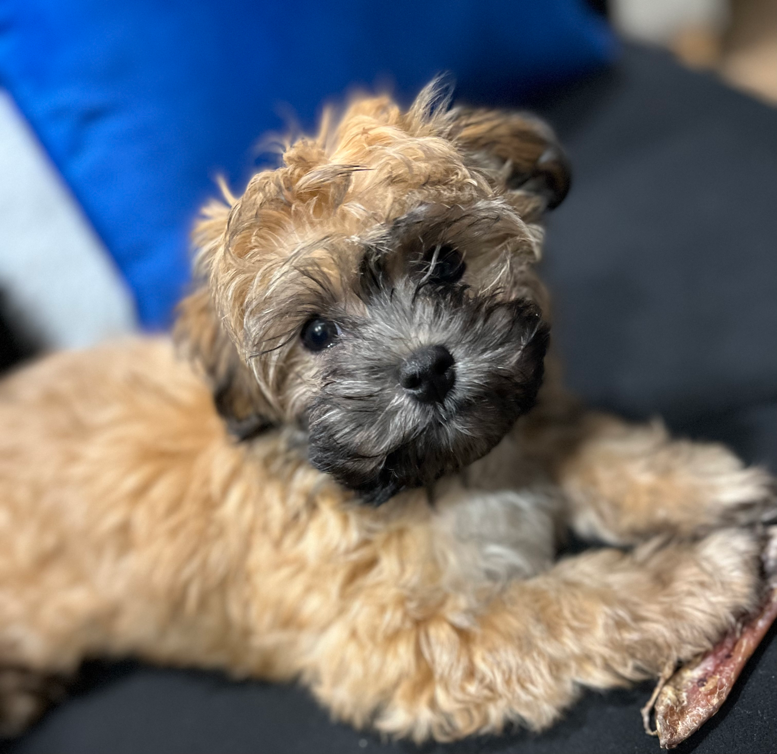 Havanese Pup Being Cute