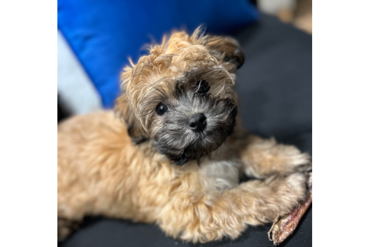 Havanese Pup Being Cute