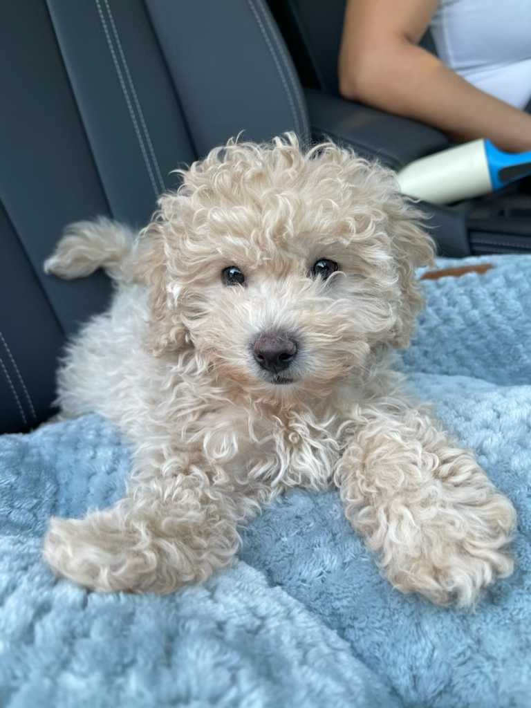 Sweet Havapoo Baby