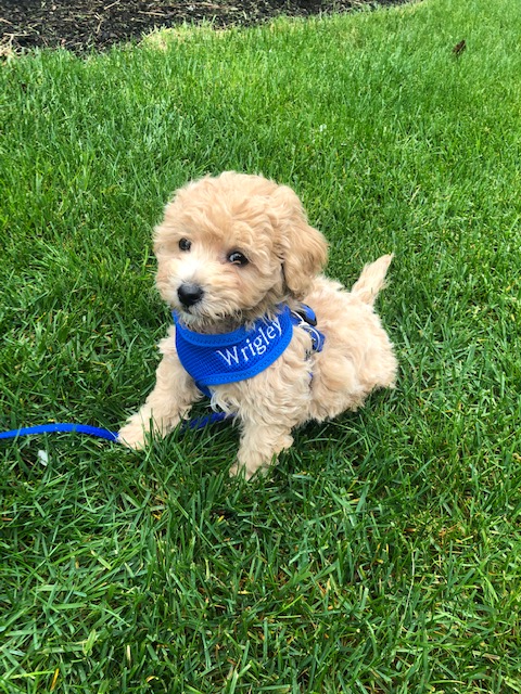 Havapoo Pup Being Cute