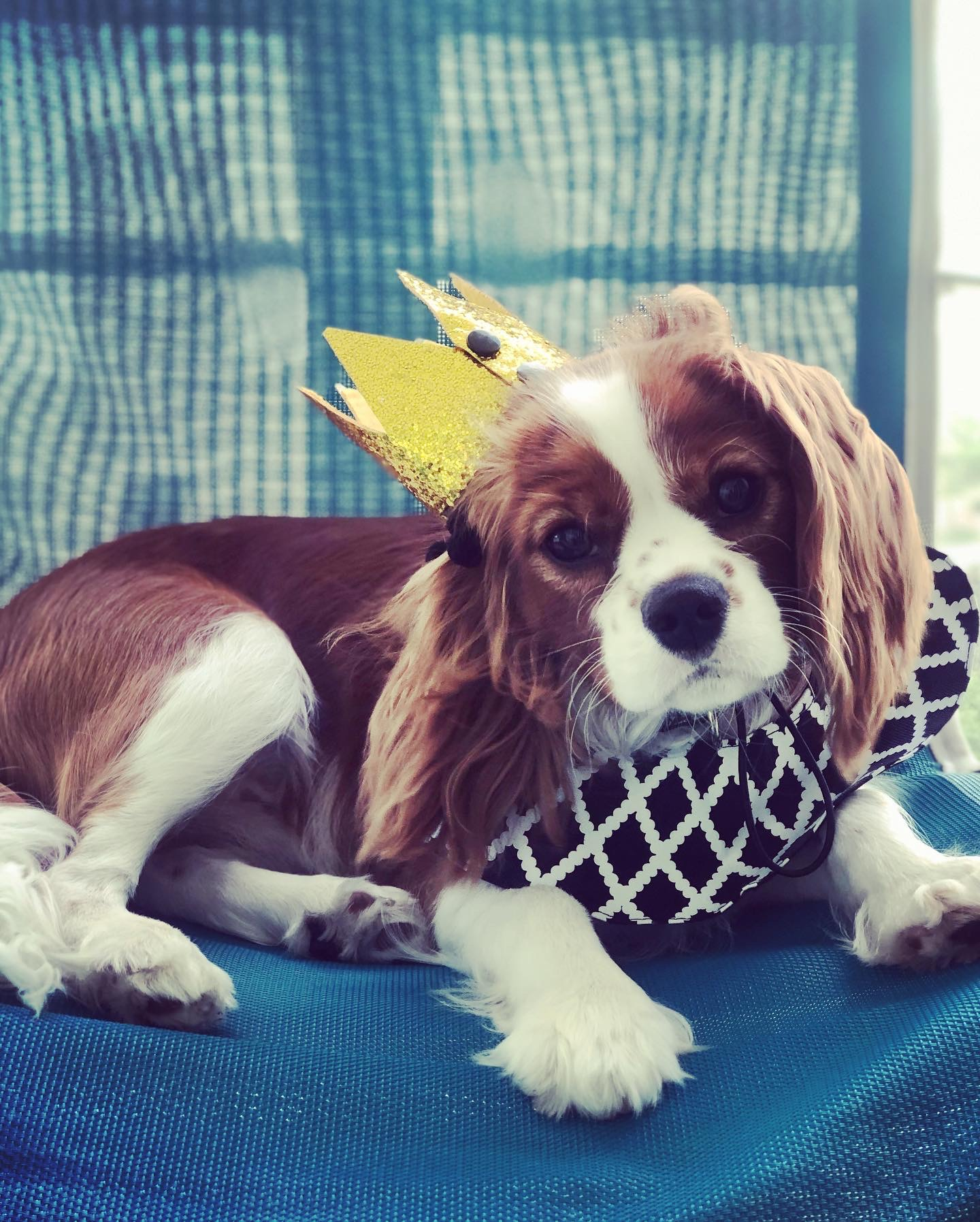 Fluffy Cavalier King Charles Spaniel Purebred Puppy