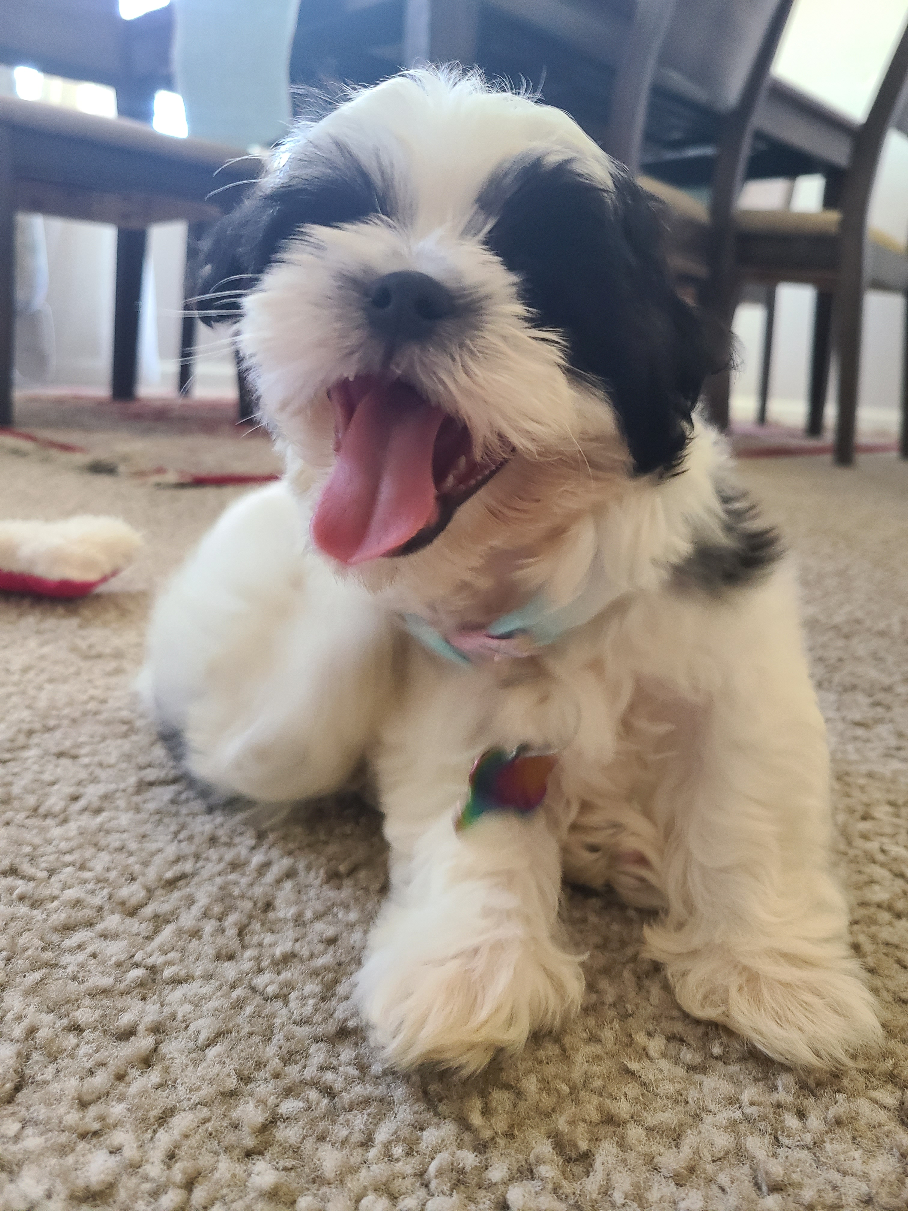 Teddy Bear Puppy for Adoption