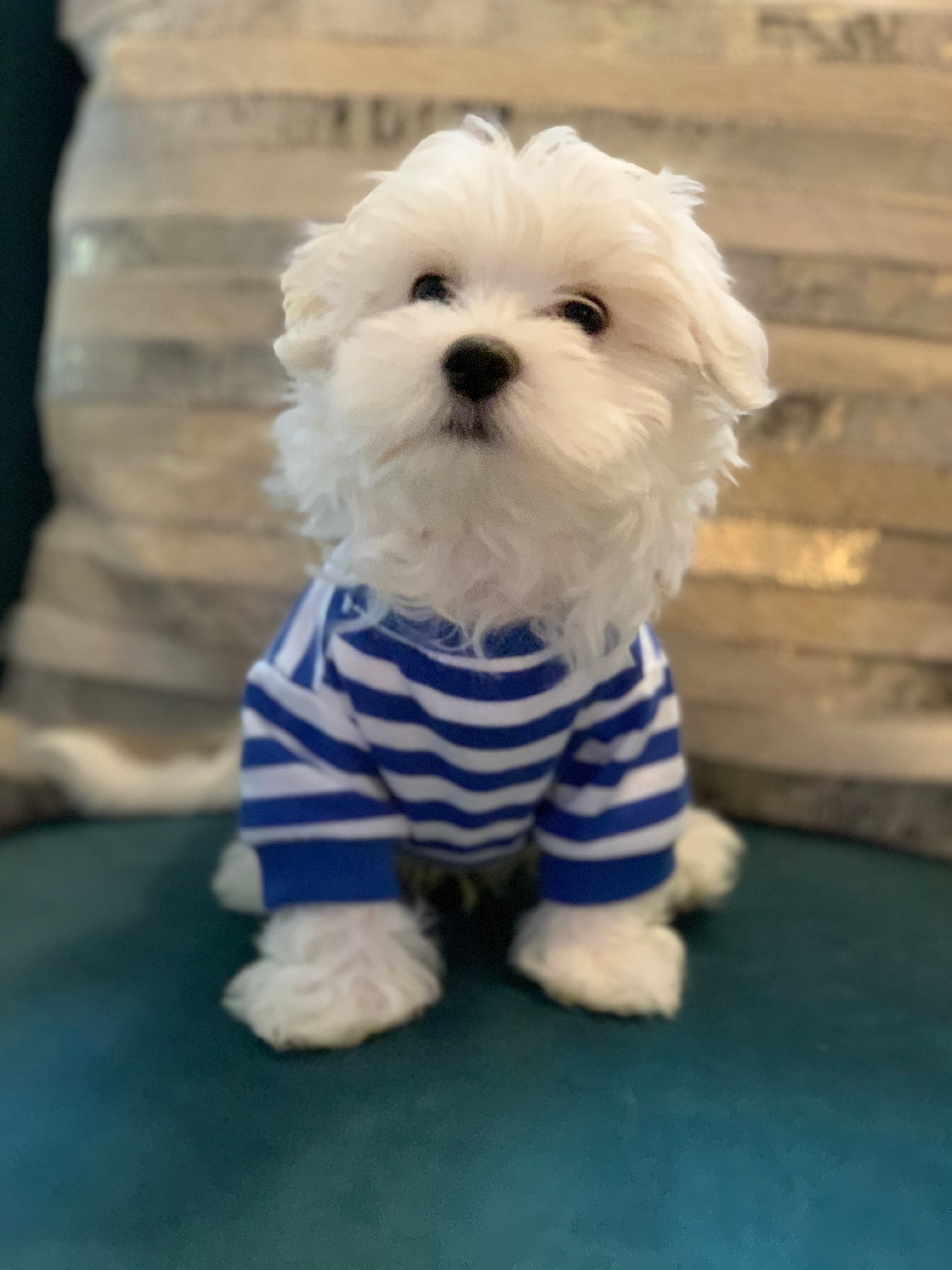Maltese Pup Being Cute